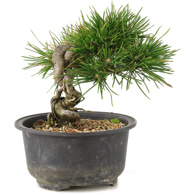 Pinus thunbergii, 13 cm, ± 10 ans