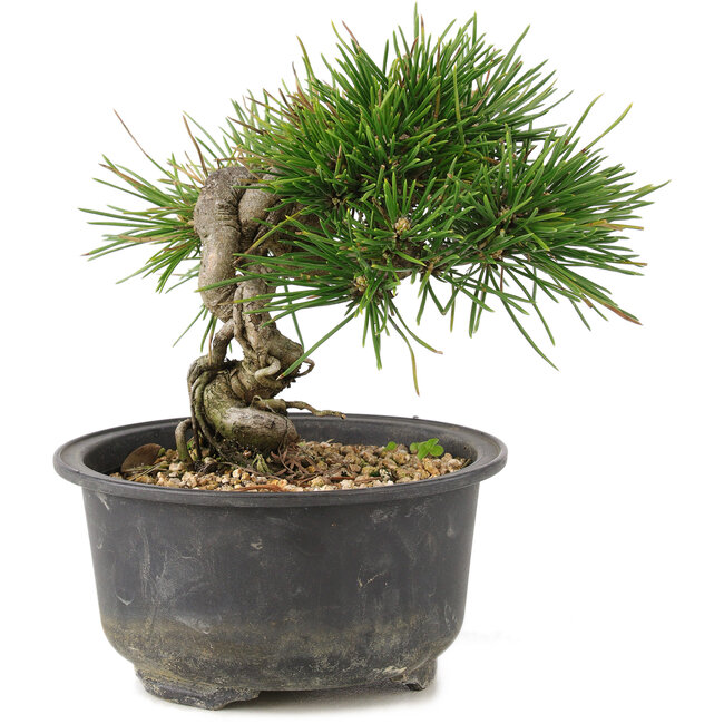 Pinus thunbergii, 13 cm, ± 10 jaar oud