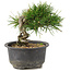 Pinus thunbergii, 13 cm, ± 10 años