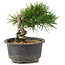 Pinus thunbergii, 13 cm, ± 10 Jahre alt