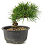 Pinus thunbergii, 13 cm, ± 10 años