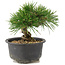Pinus thunbergii, 13 cm, ± 10 jaar oud