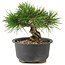 Pinus thunbergii, 13 cm, ± 10 Jahre alt