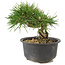 Pinus thunbergii, 13 cm, ± 10 años