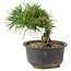 Pinus thunbergii, 13 cm, ± 10 jaar oud