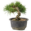 Pinus thunbergii, 13 cm, ± 10 Jahre alt