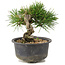 Pinus thunbergii, 13 cm, ± 10 Jahre alt