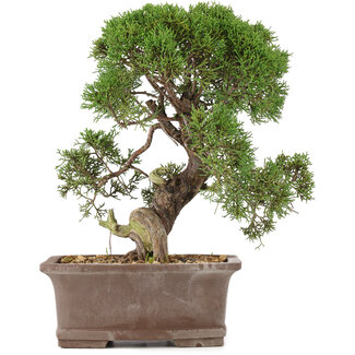 Juniperus chinensis Kishu, 32,5 cm, ± 15 years old