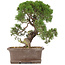 Juniperus chinensis Kishu, 32,5 cm, ± 15 jaar oud