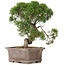 Juniperus chinensis Kishu, 32,5 cm, ± 15 Jahre alt