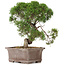 Juniperus chinensis Kishu, 32,5 cm, ± 15 years old
