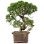 Juniperus chinensis Kishu, 32,5 cm, ± 15 Jahre alt