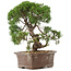 Juniperus chinensis Kishu, 32,5 cm, ± 15 años