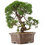 Juniperus chinensis Kishu, 32,5 cm, ± 15 Jahre alt