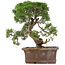 Juniperus chinensis Kishu, 32,5 cm, ± 15 jaar oud