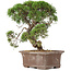 Juniperus chinensis Kishu, 32,5 cm, ± 15 años