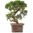 Juniperus chinensis Kishu, 32,5 cm, ± 15 años