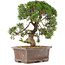 Juniperus chinensis Kishu, 32,5 cm, ± 15 years old