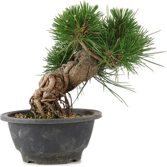 Pinus thunbergii, 17,5 cm, ± 18 jaar oud