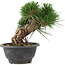 Pinus thunbergii, 17,5 cm, ± 18 años