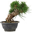 Pinus thunbergii, 17,5 cm, ± 18 jaar oud