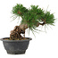 Pinus thunbergii, 17,5 cm, ± 18 jaar oud