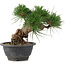 Pinus thunbergii, 17,5 cm, ± 18 years old