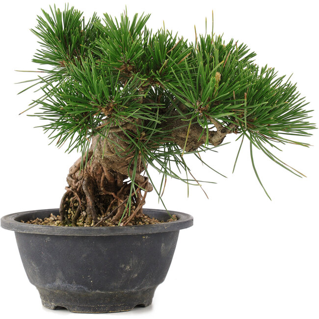Pinus thunbergii, 17,5 cm, ± 18 ans