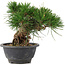 Pinus thunbergii, 17,5 cm, ± 18 Jahre alt