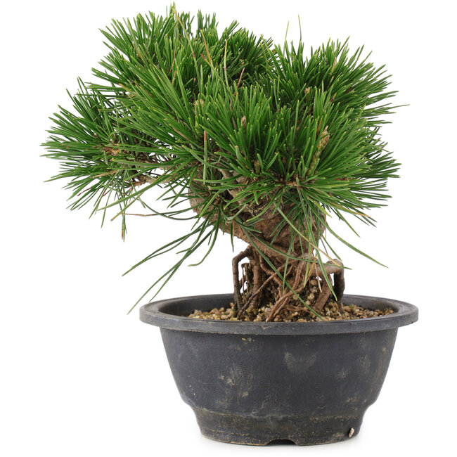 Pinus thunbergii, 17,5 cm, ± 18 Jahre alt
