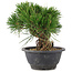 Pinus thunbergii, 17,5 cm, ± 18 años