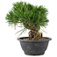 Pinus thunbergii, 17,5 cm, ± 18 years old