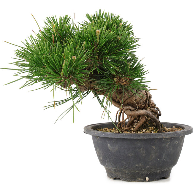Pinus thunbergii, 17,5 cm, ± 18 anni