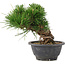 Pinus thunbergii, 17,5 cm, ± 18 años