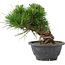 Pinus thunbergii, 17,5 cm, ± 18 Jahre alt