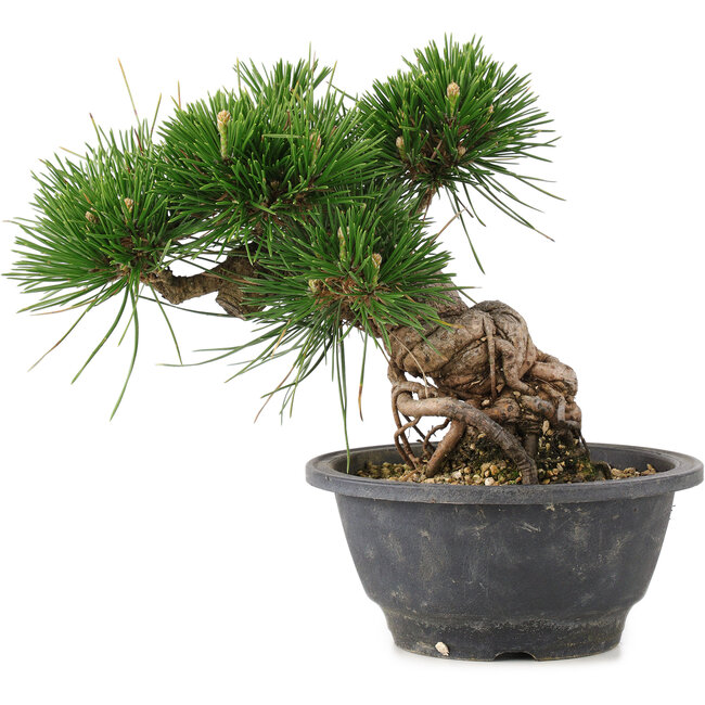 Pinus thunbergii, 17,5 cm, ± 18 anni