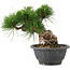 Pinus thunbergii, 17,5 cm, ± 18 años