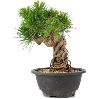 Pinus thunbergii, 21 cm, ± 18 años