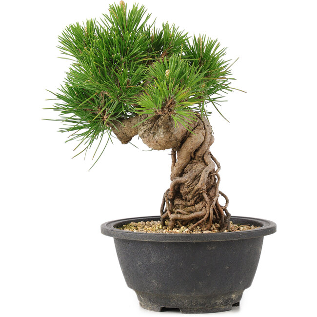 Pinus thunbergii, 21 cm, ± 18 Jahre alt