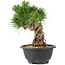 Pinus thunbergii, 21 cm, ± 18 años