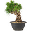 Pinus thunbergii, 21 cm, ± 18 Jahre alt