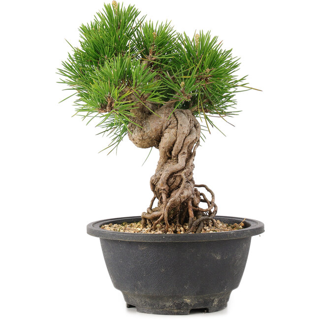 Pinus thunbergii, 21 cm, ± 18 jaar oud