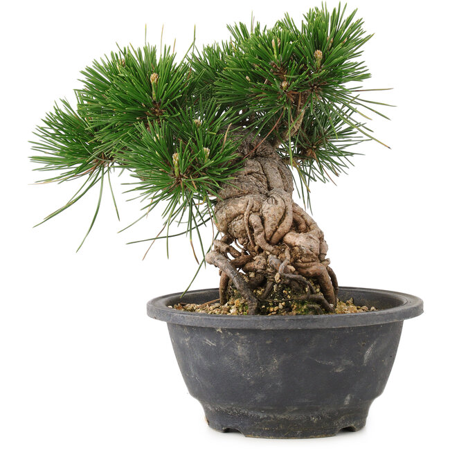 Pinus thunbergii, 17,5 cm, ± 18 años