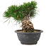 Pinus thunbergii, 17,5 cm, ± 18 años