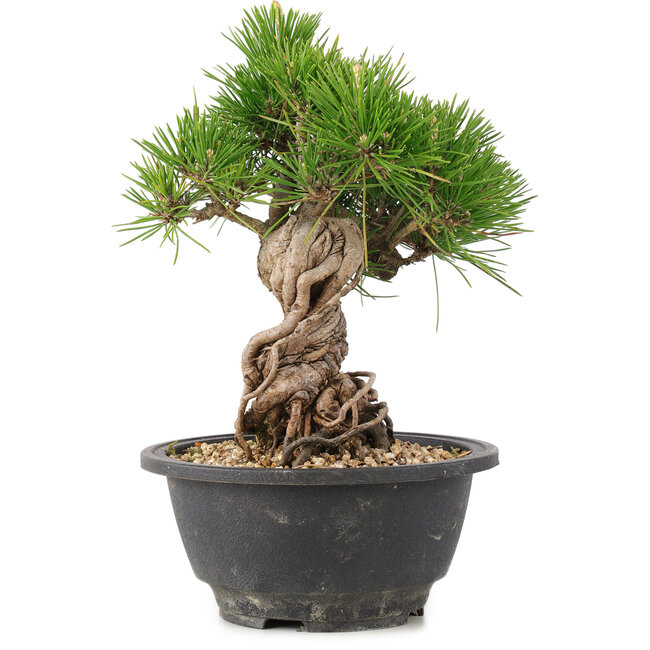 Pinus thunbergii, 21 cm, ± 18 jaar oud