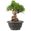 Pinus thunbergii, 21 cm, ± 18 years old