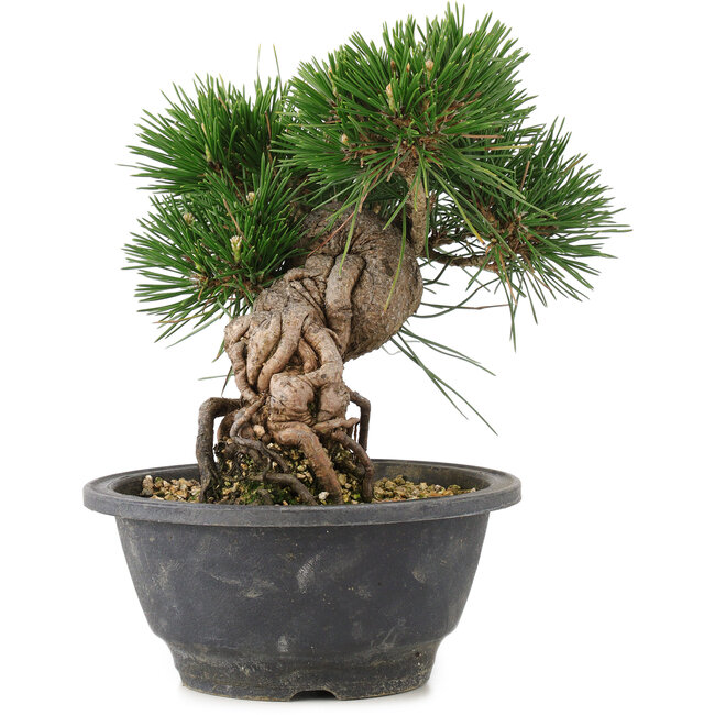 Pinus thunbergii, 17,5 cm, ± 18 Jahre alt