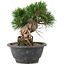 Pinus thunbergii, 17,5 cm, ± 18 años