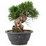 Pinus thunbergii, 17,5 cm, ± 18 jaar oud