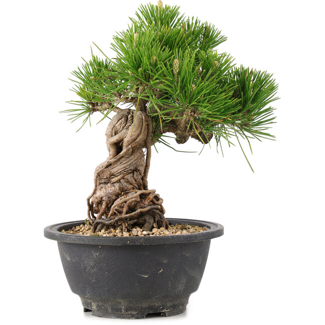 Pinus thunbergii, 21 cm, ± 18 jaar oud